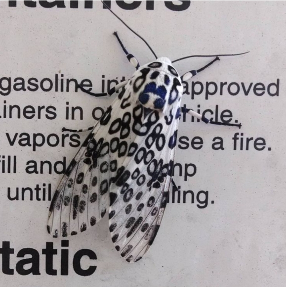 Clean, Stylish Brand Name Clothing, Shoes, Accs & Items #VSPink #Levis #AE #Kors - Picture 6 of 16